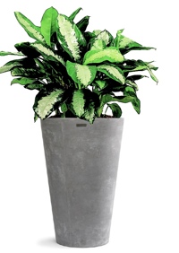 آگلونما پاتایا